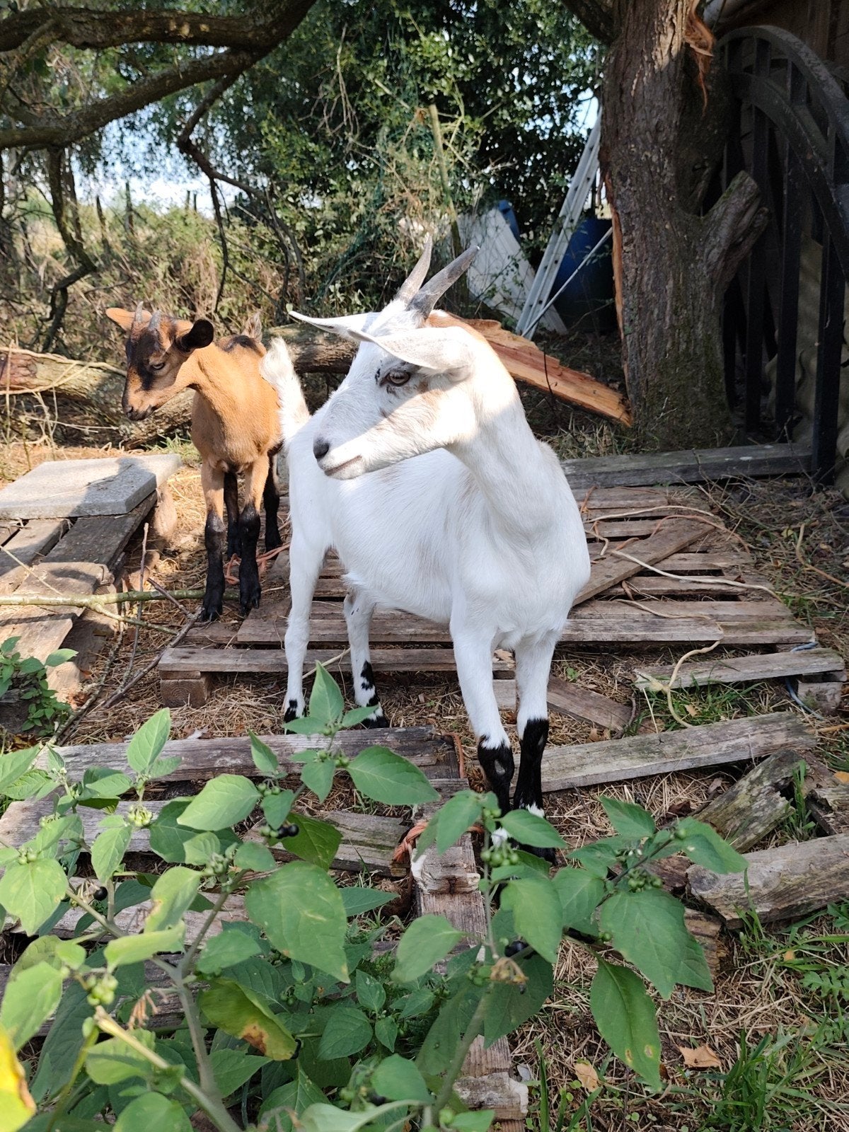 2 chevrettes à vendre, Animaux & Accessoires, Moutons, Chèvres & Cochons, Femelle, Chèvre, 0 à 2 ans