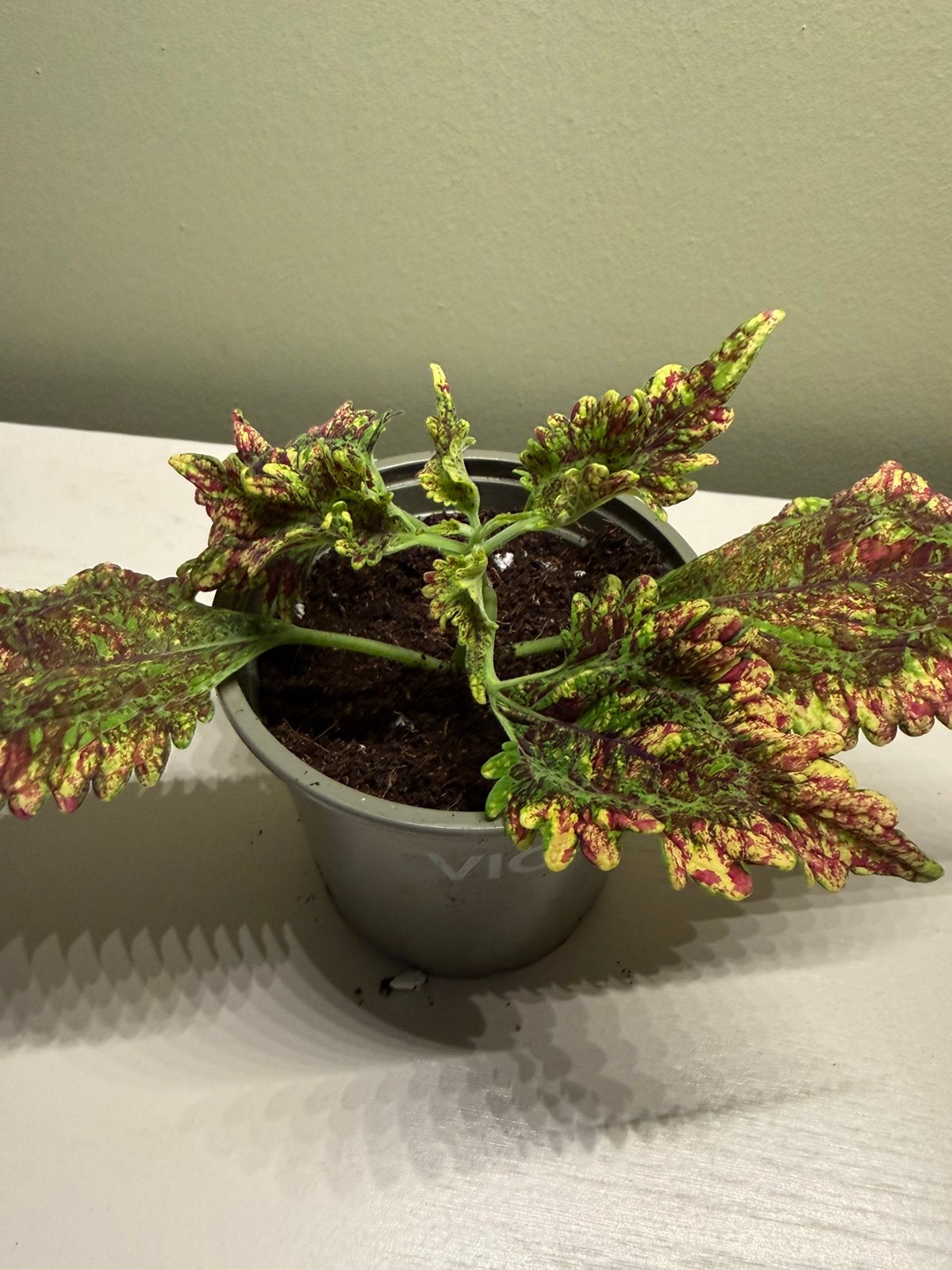 Coleus, Autres espèces, En pot, Moins de 100 cm, Plante verte