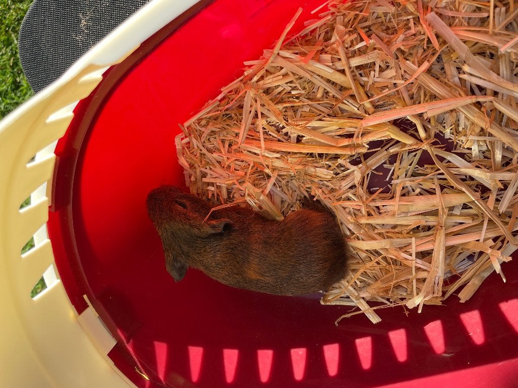 Cavia tekoop, Dieren en Toebehoren, Cavia, Juni, Vrouwelijk, Tam