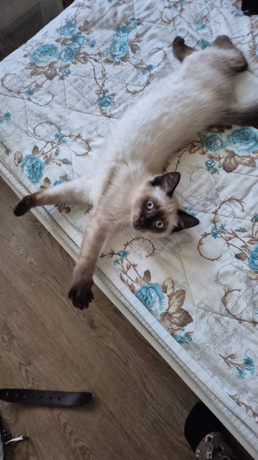 Chaton siamois, Enlèvement ou Envoi
