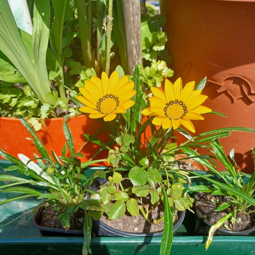 Gazania, Ophalen, Zomer, Vaste plant, Overige soorten