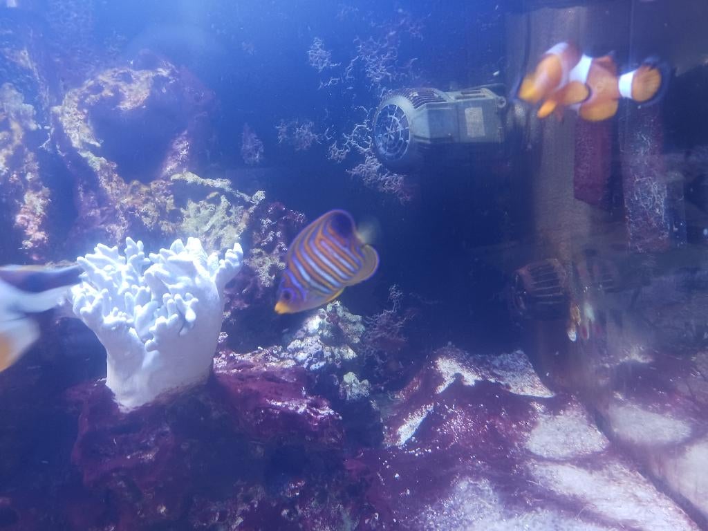 zeeaquarium redsea reefer 425xl., Dieren en Toebehoren, Ophalen, Red Sea, Gevuld zeewateraquarium, Gebruikt