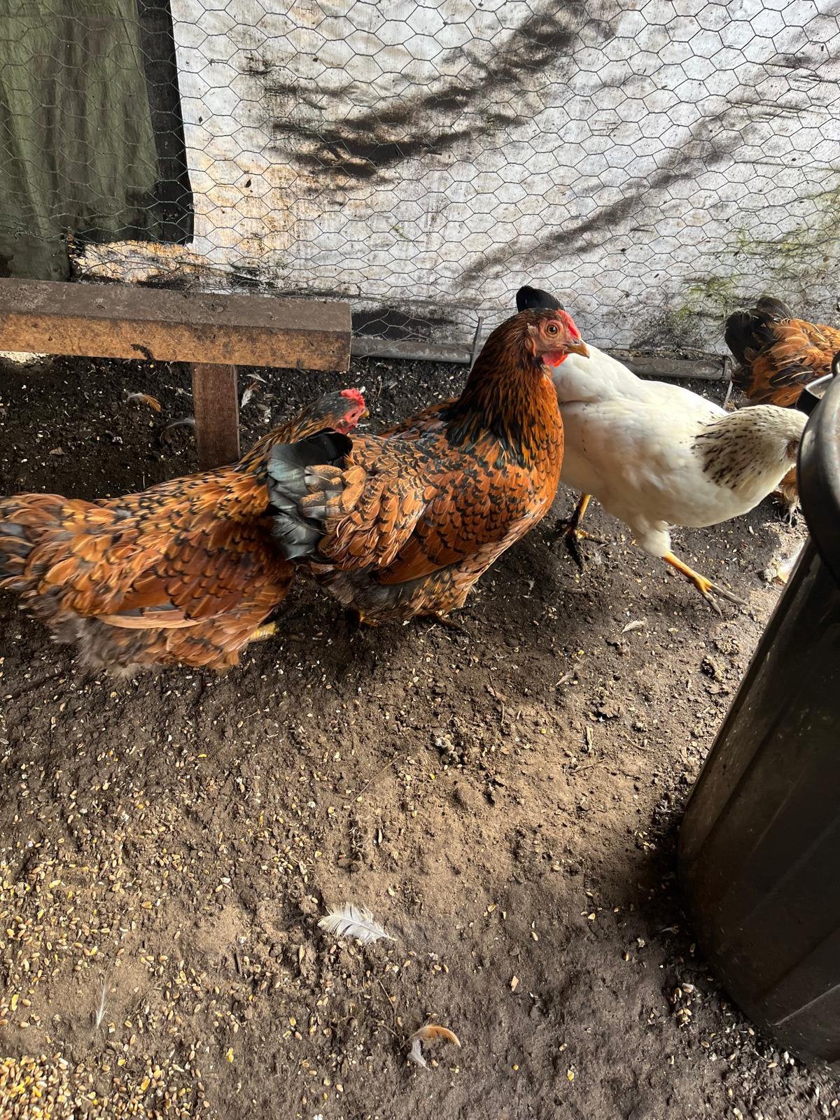 Hennen en hanen, Poule ou poulet