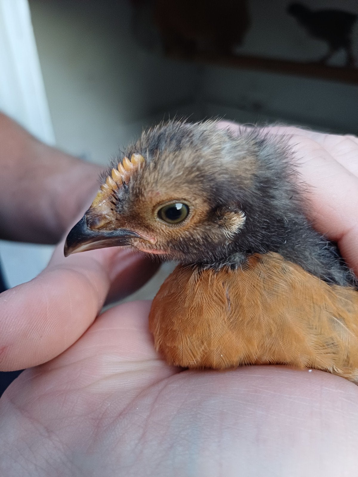 Haantje geboren 4 juni ( legkip )