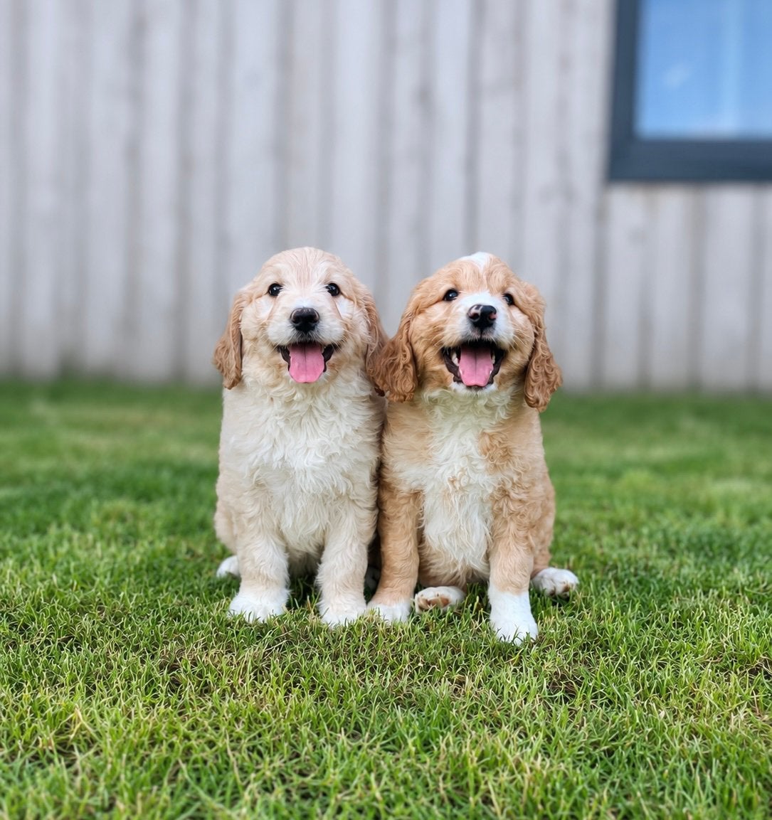 Mooie medium goldendoodle pups (geteste ouders), Dieren en Toebehoren, België, 8 tot 15 weken, Meerdere, Meerdere dieren