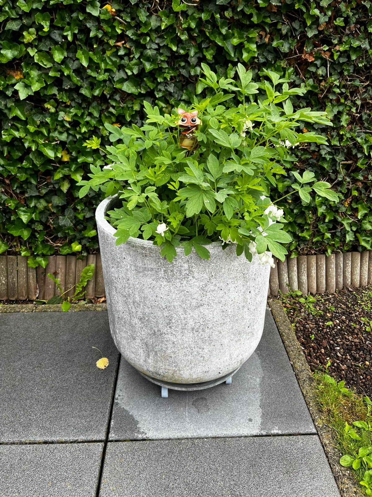 Grote bloempot met pioenroos, Tuin en Terras, Ophalen, Zo goed als nieuw