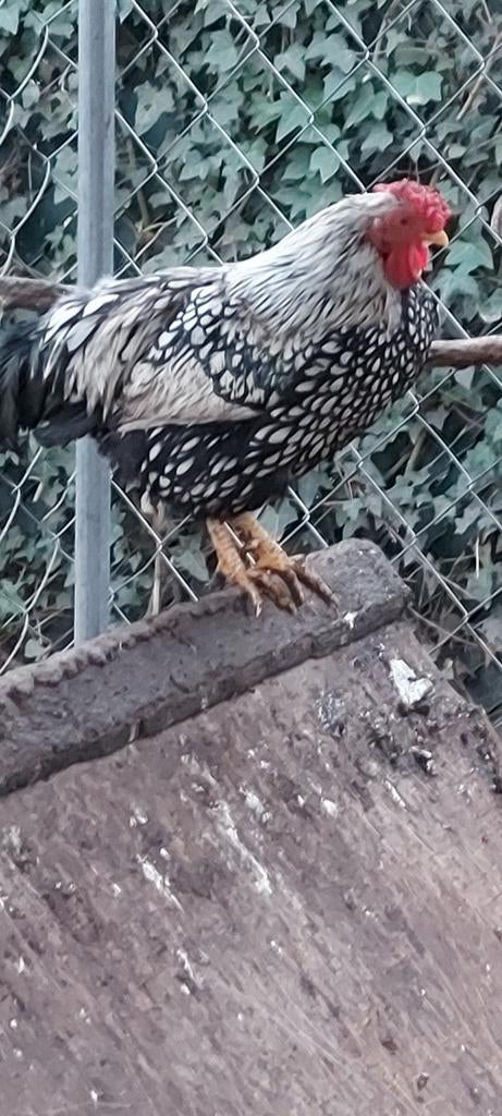 Œufs à incuber Wyandotte boîte de 6 pièces
