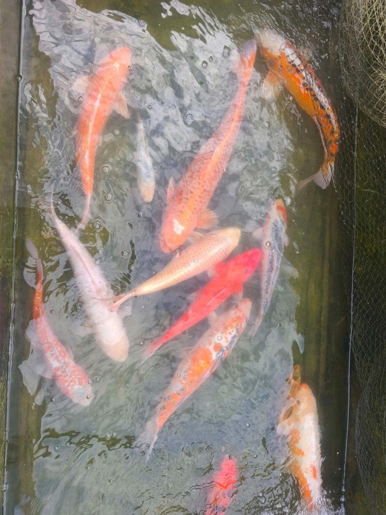 Plus de 50 carpes koï à vendre!, Animaux & Accessoires, Carpe ou Koï