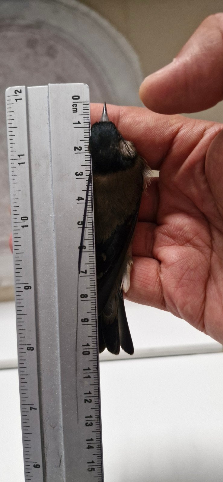 chardonneret noirs en France, Plusieurs animaux, Oiseau chanteur sauvage, Domestique