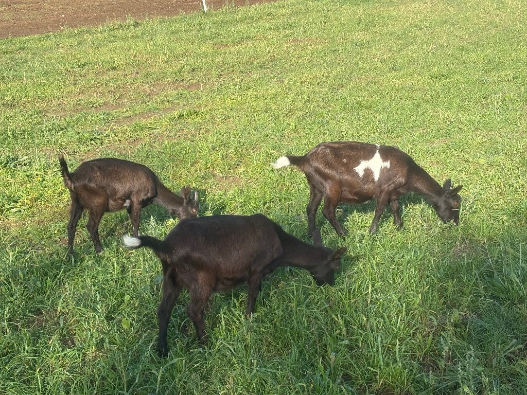 Bonte melkgeitjes (miekes), Dieren en Toebehoren, Vrouwelijk, Geit, 0 tot 2 jaar