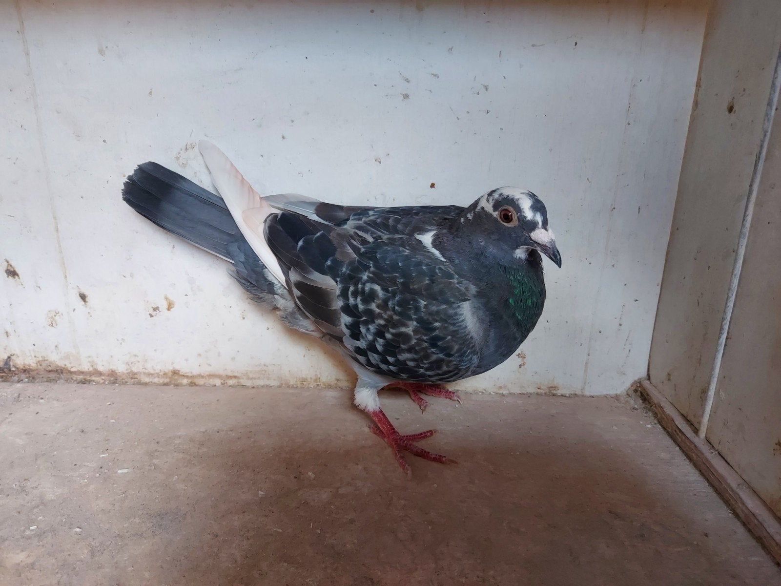 duivin, Femelle, Pigeon voyageur
