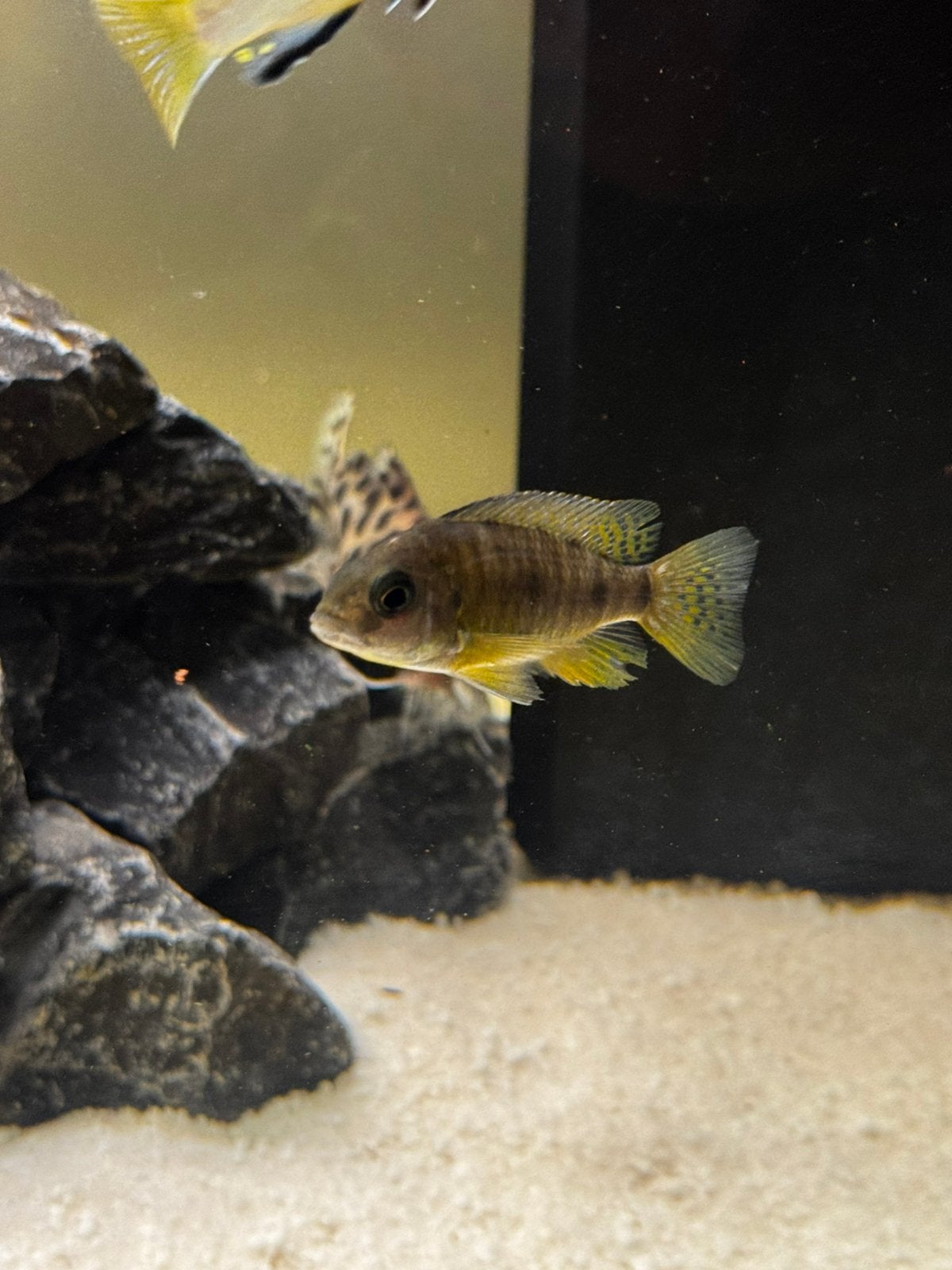 Gezonde cichliden te koop, Dieren en Toebehoren, Vis, Zoetwatervis