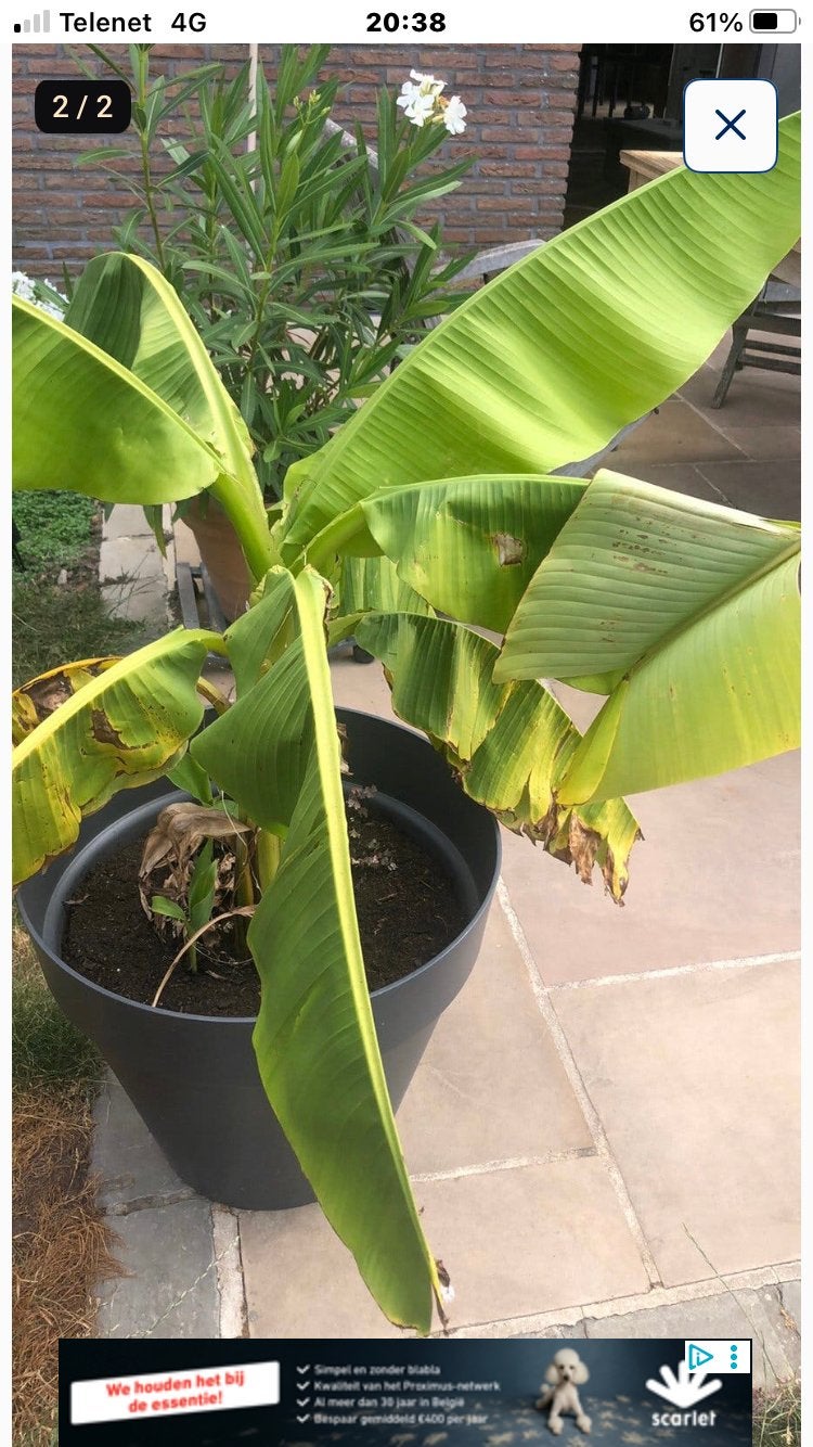 Bananenplant, Ophalen, Overige soorten