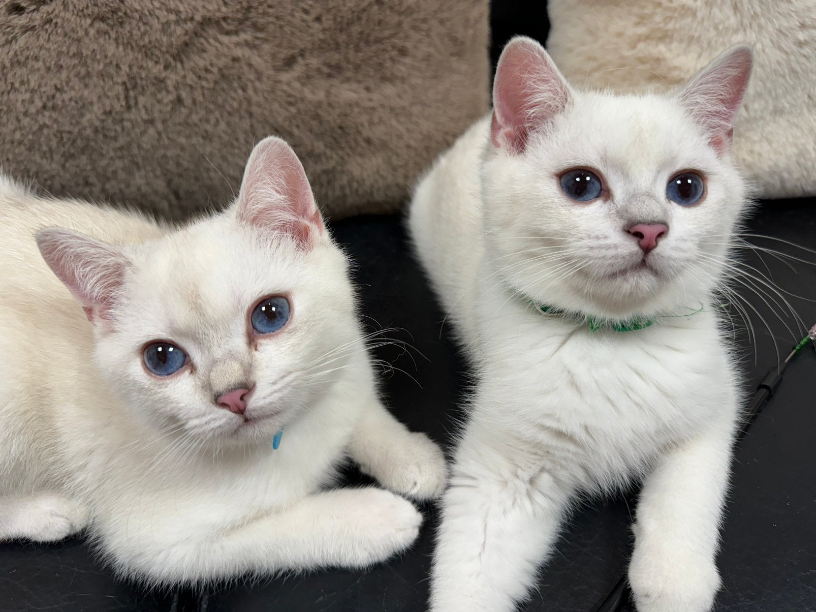 kittens Britse korthaar, Animaux & Accessoires, Chats & Chatons | Chats de race | Poil ras, Chat, 0 à 2 ans, Avec puce électronique
