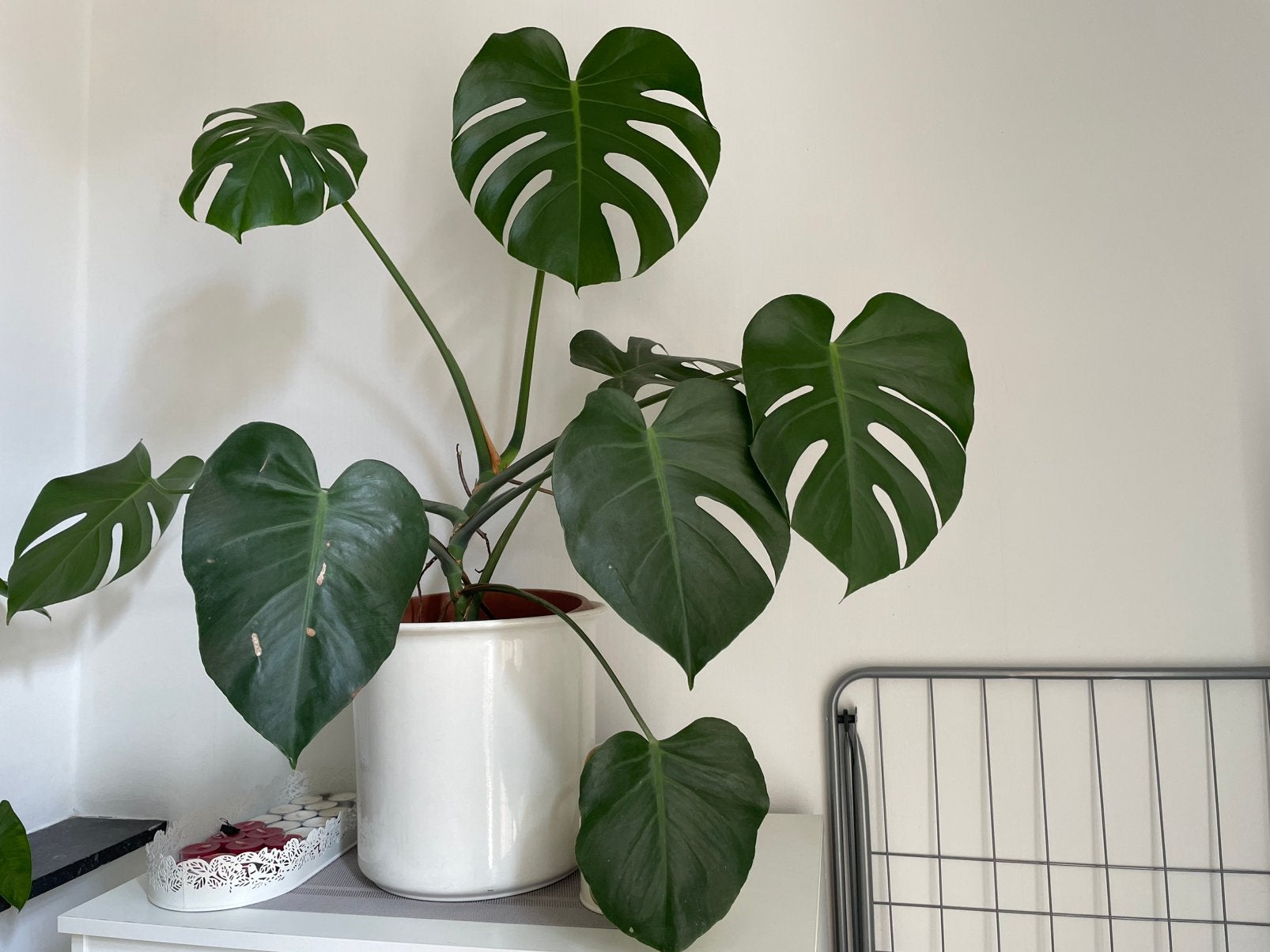 Indoor Plants w Pots, Huis en Inrichting, Kamerplanten, Ophalen