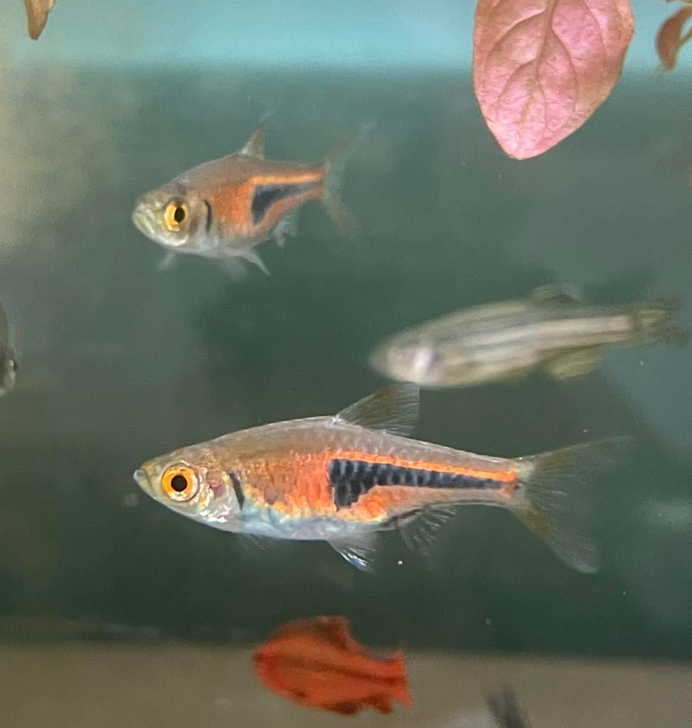 Mix van 7 schoolvisjes, Dieren en Toebehoren, Vis, Zoetwatervis, Schoolvis