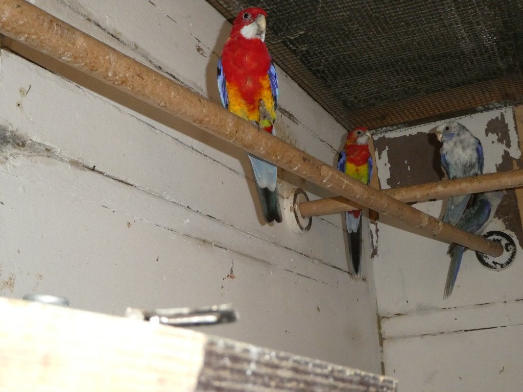 rosella parkieten, Plusieurs animaux, Perruche, Bagué