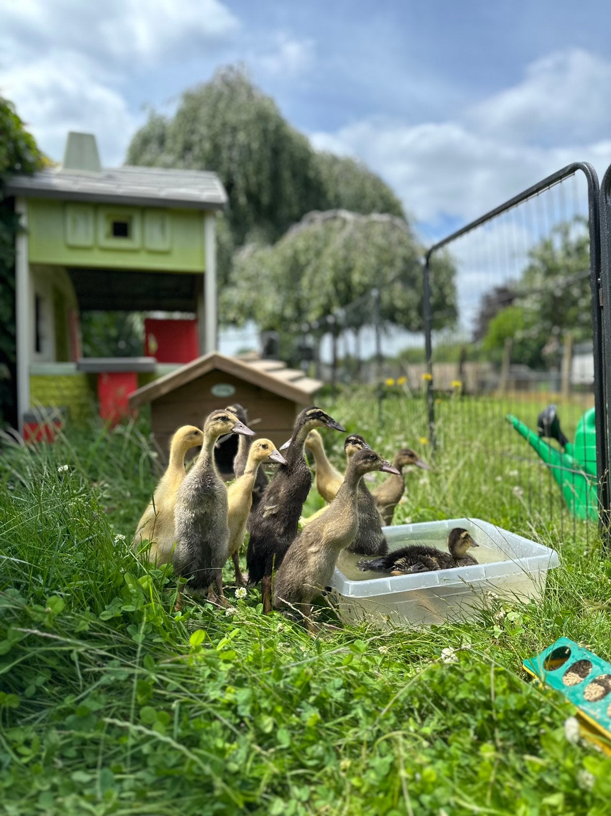Prachtige indische loopeendjes - geboren 28/5, Dieren en Toebehoren, Pluimvee, Geslacht onbekend, Eend