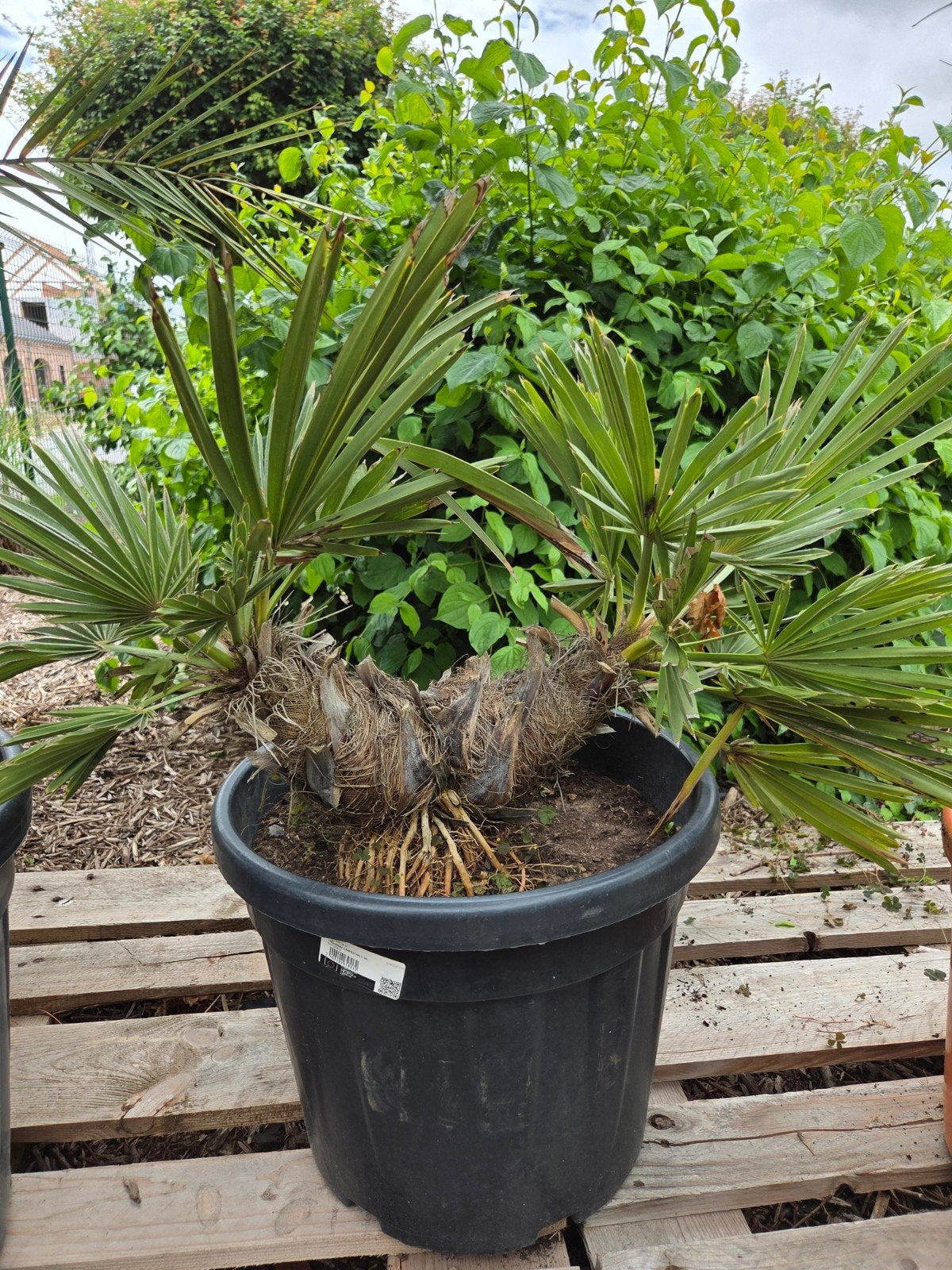 Trithrinax Campestris 2 stam, Tuin en Terras, Ophalen