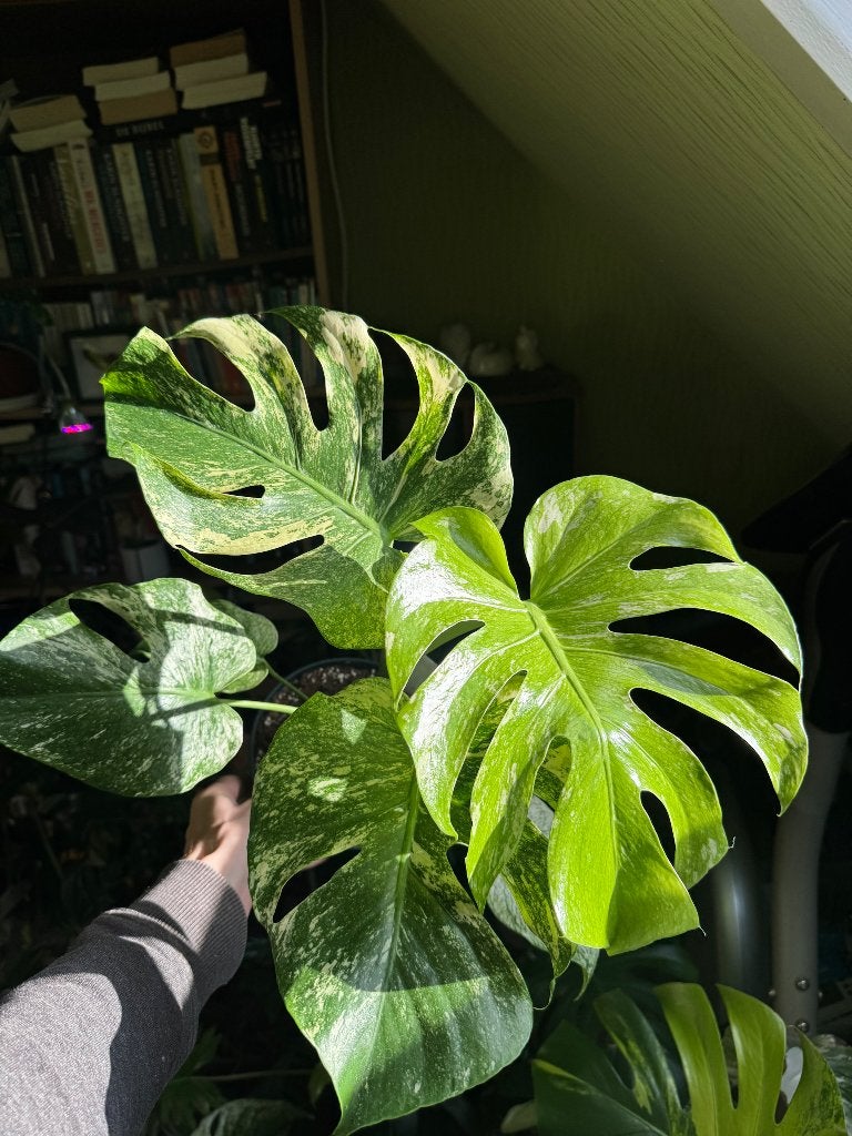 Monstera mint xl, Maison & Meubles, Autres espèces, En pot, Plante à fleurs, Enlèvement