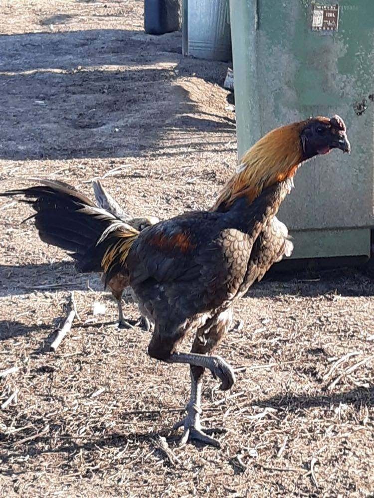 LUIKSE  VECHTER, Dieren en Toebehoren, Meerdere dieren, Kip