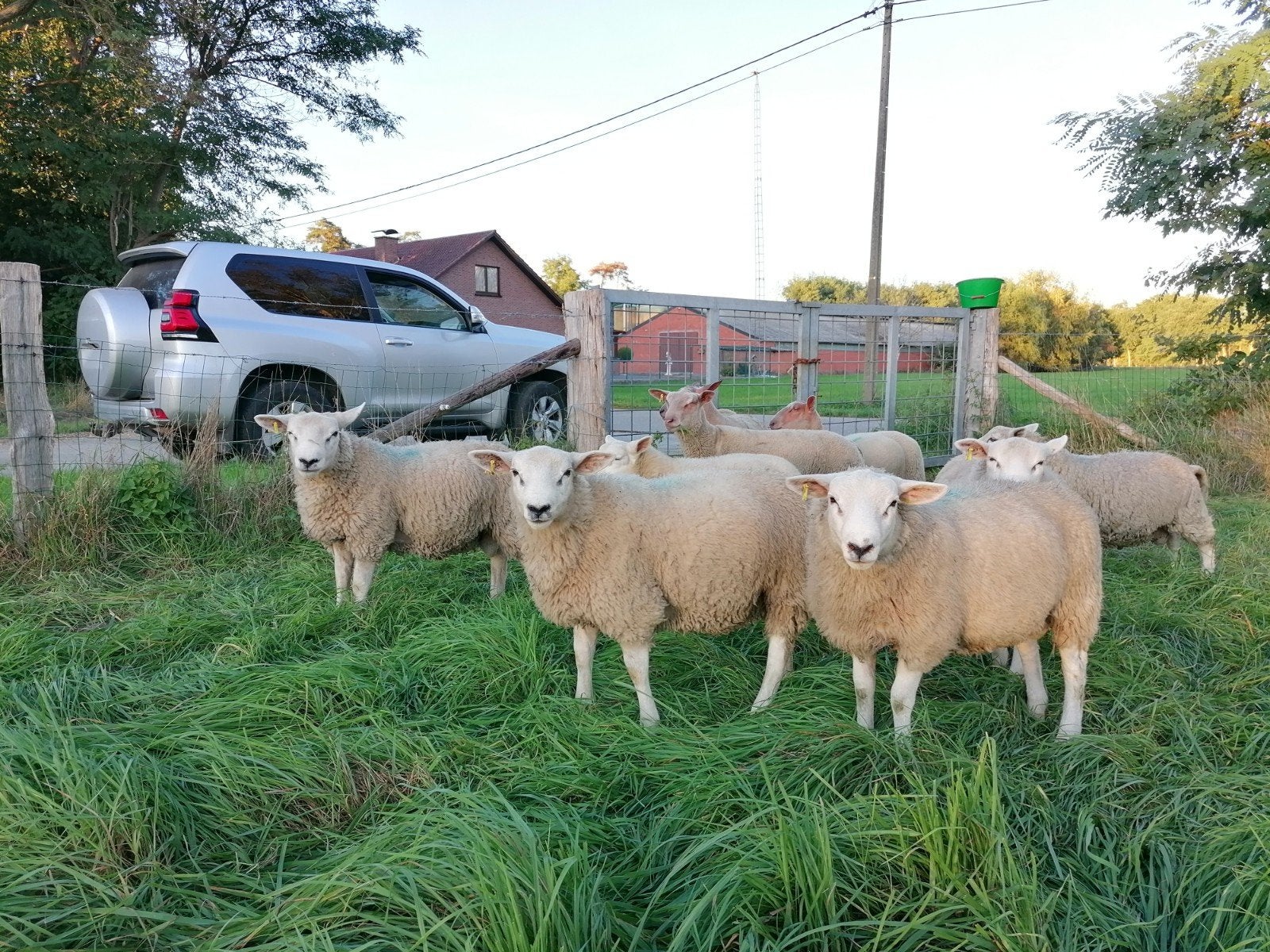 9 rêves texels français, Mâle, Mouton