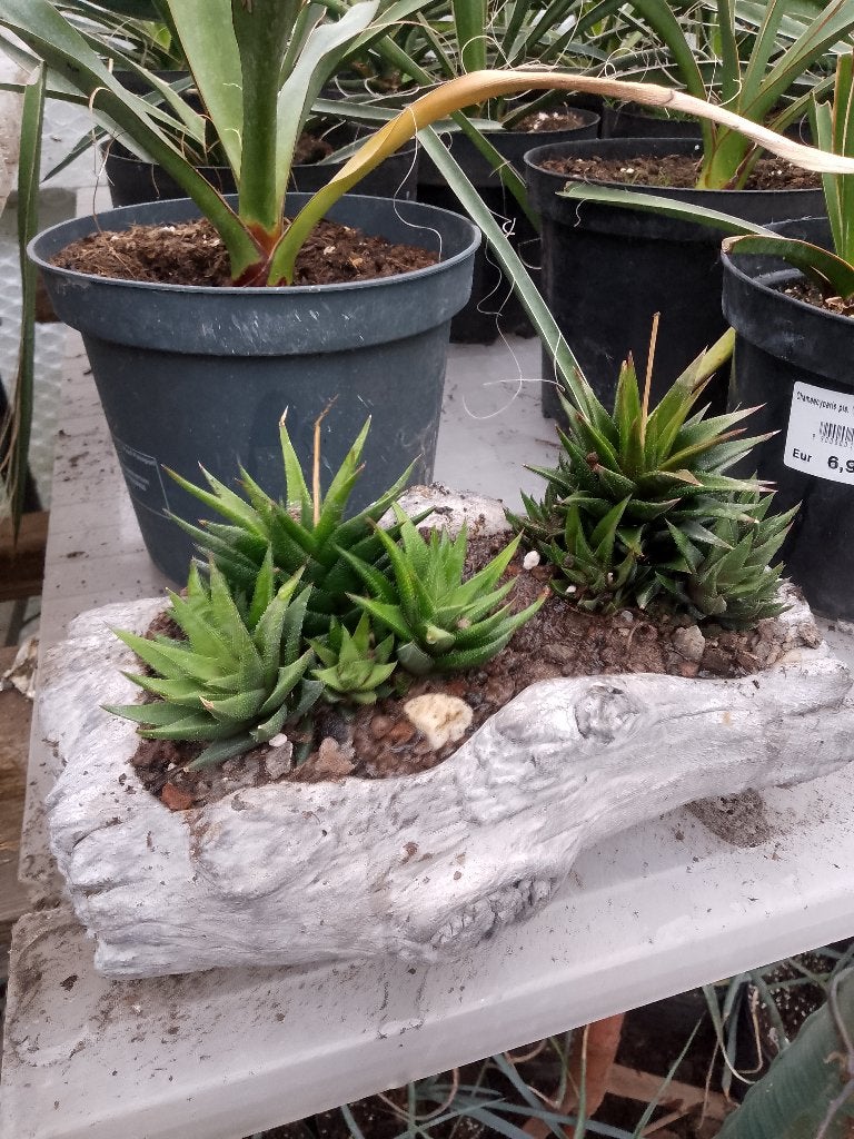 betonnen boomstam met 2 vetplanten, Ophalen