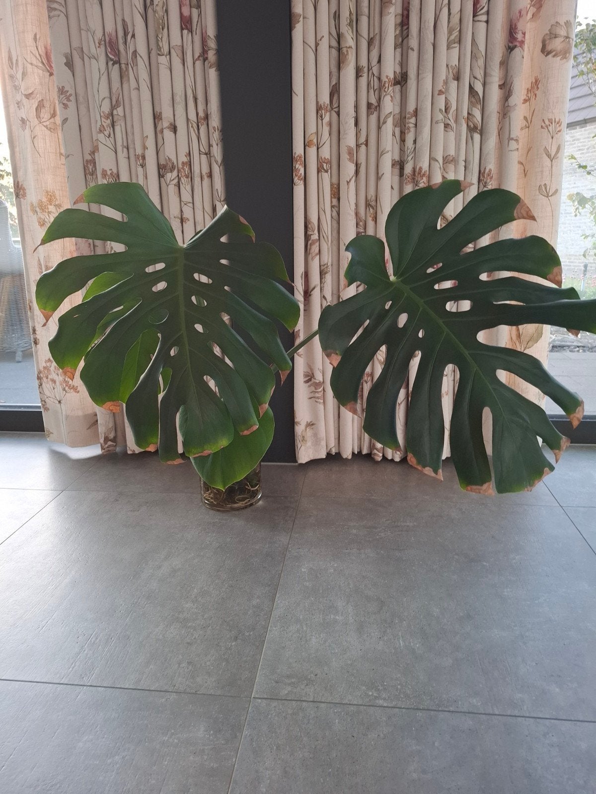 Grote monstera stek, Groene kamerplant, Ophalen, Overige soorten