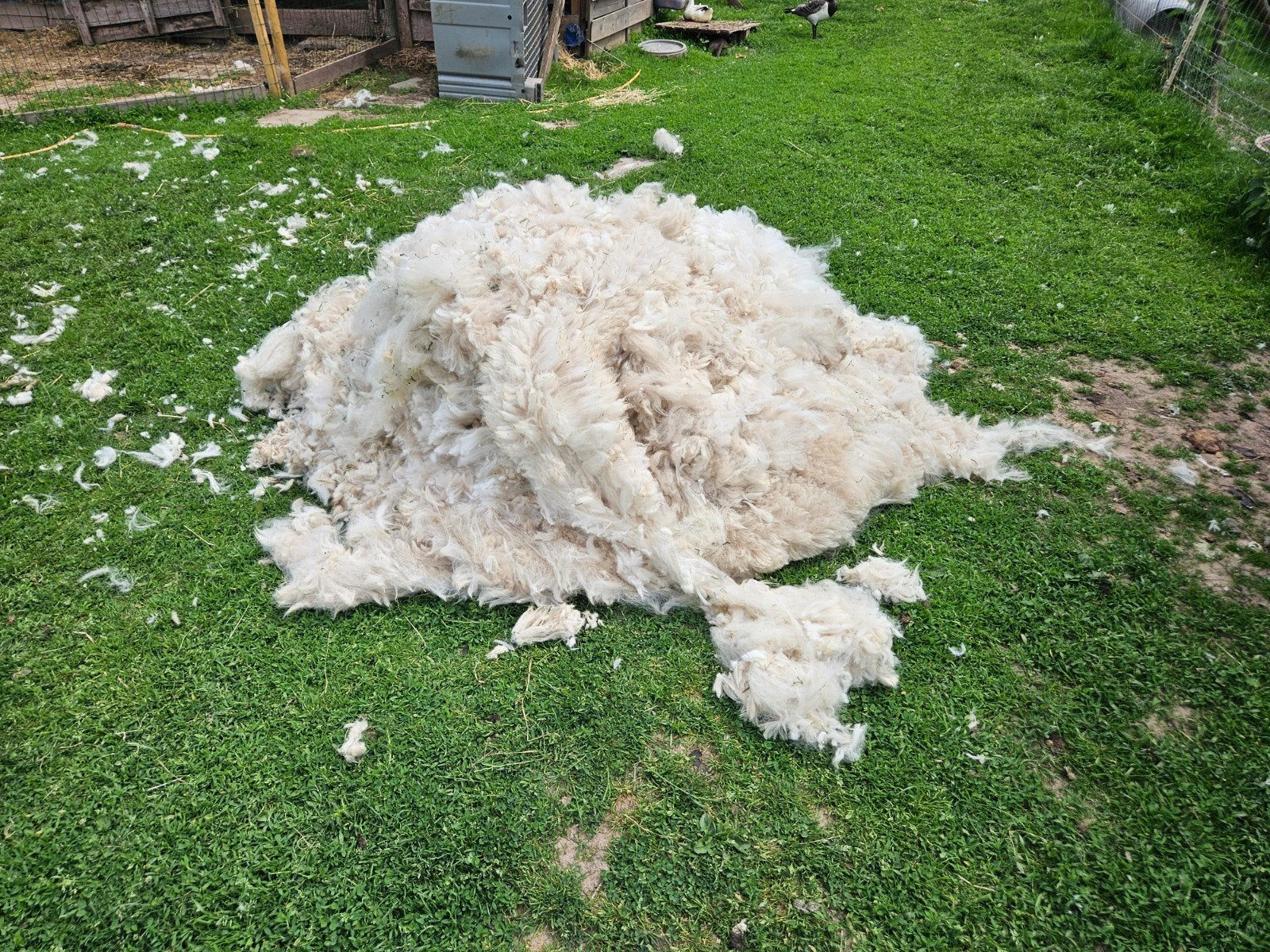Laine d'alpha, Dieren en Toebehoren