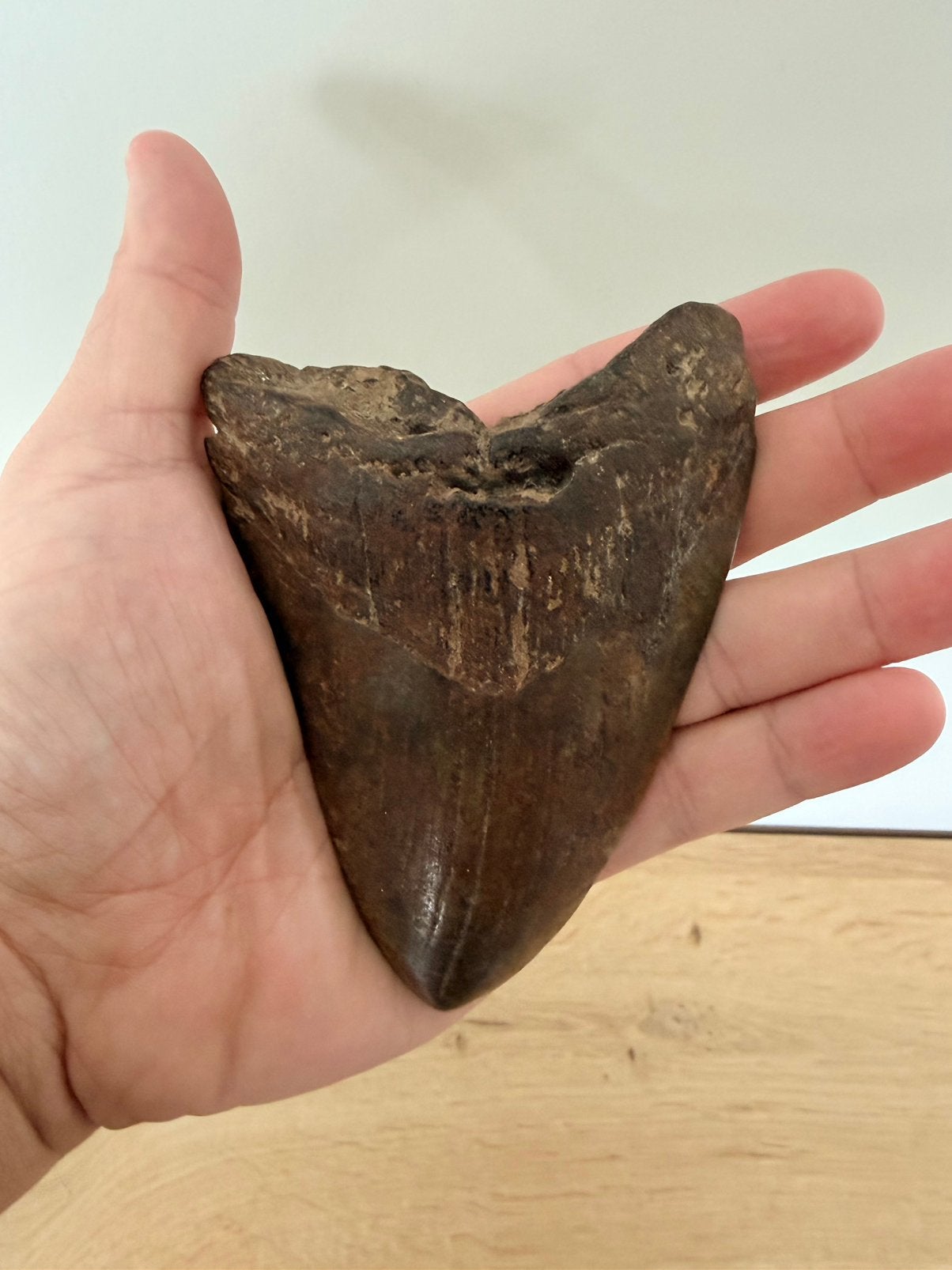 Megalodon tand, Collections, Enlèvement ou Envoi, Fossile
