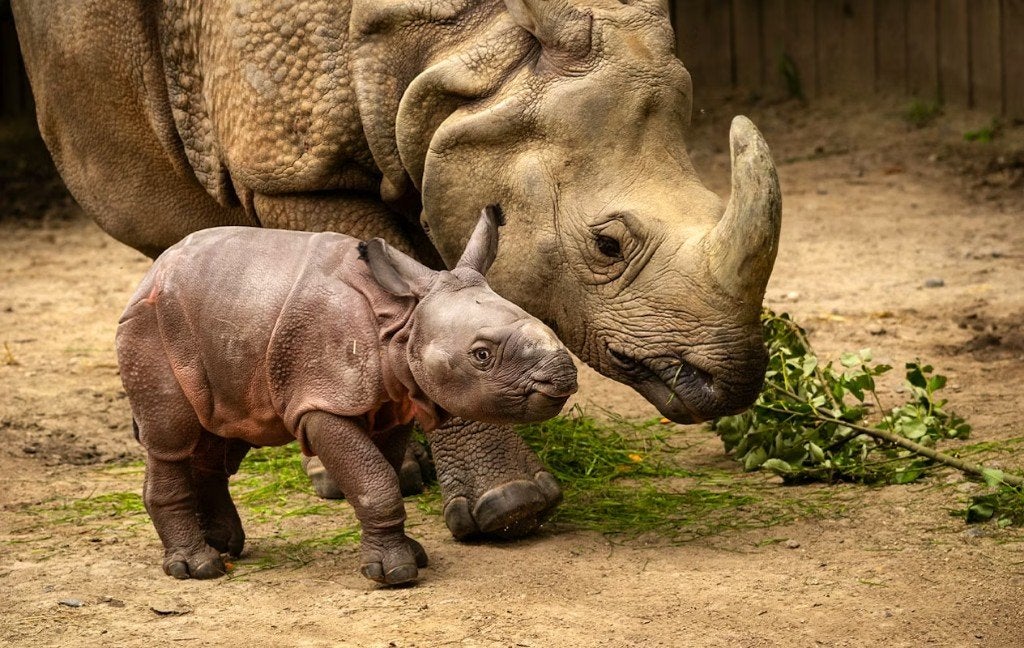 ZOO d'Anvers/ZOO Planckendael 2026 - Billets - 1+1 GRATUIT, Tickets & Billets, Loisirs | Jardins zoologiques