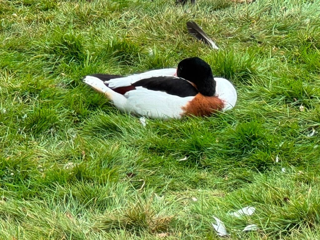 Canards, Plusieurs animaux, Oiseau tropical, Domestique