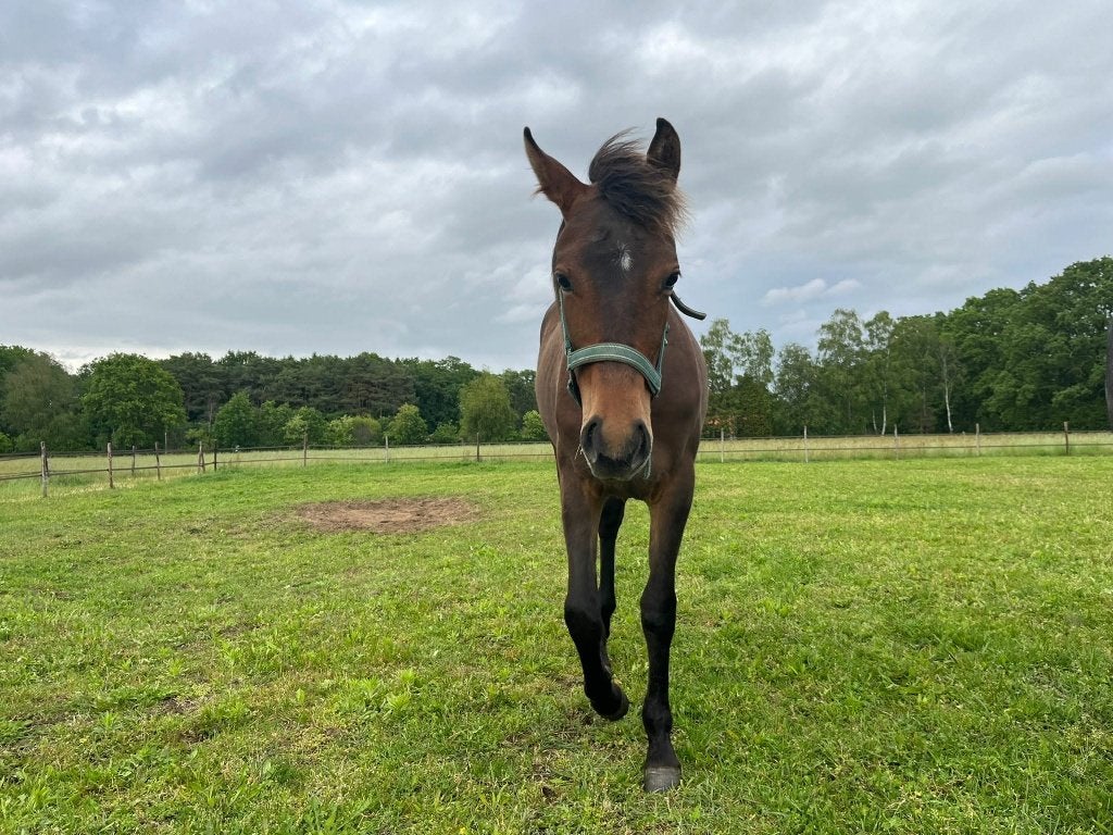 Quarter horse jaarling merrie, Dieren en Toebehoren, Merrie, Gechipt, 0 tot 2 jaar