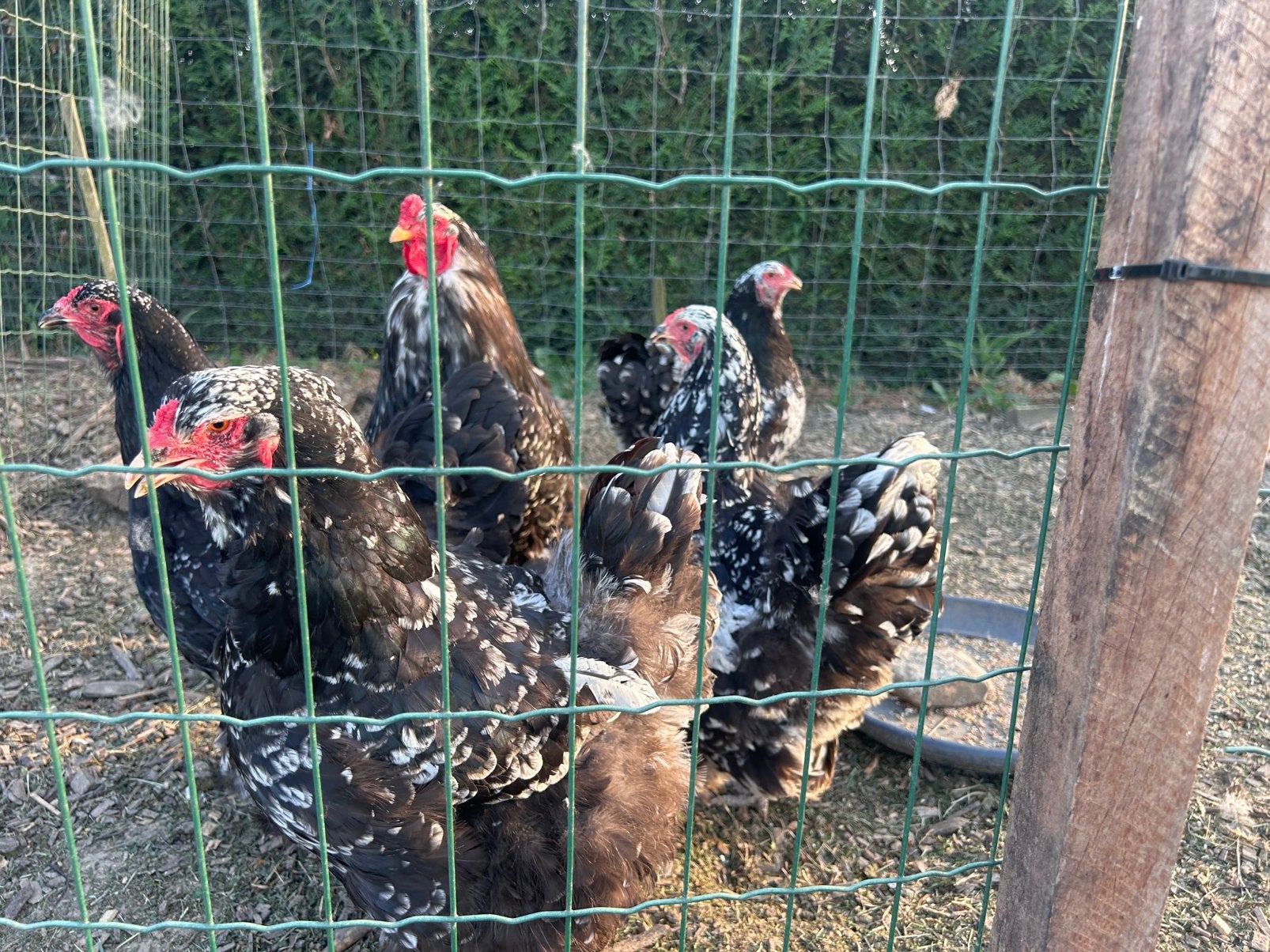 Œufs à incuber de Brahma, noirs et blancs, Plusieurs animaux, Poule ou poulet
