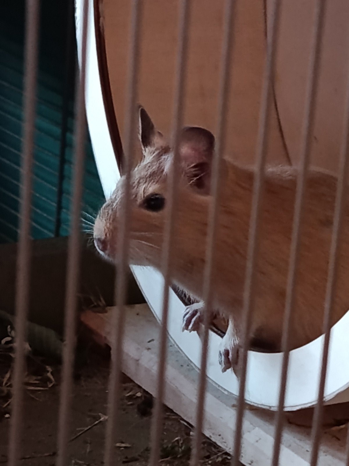 Degus mâle à vendre, Août, Mâle, Autres types
