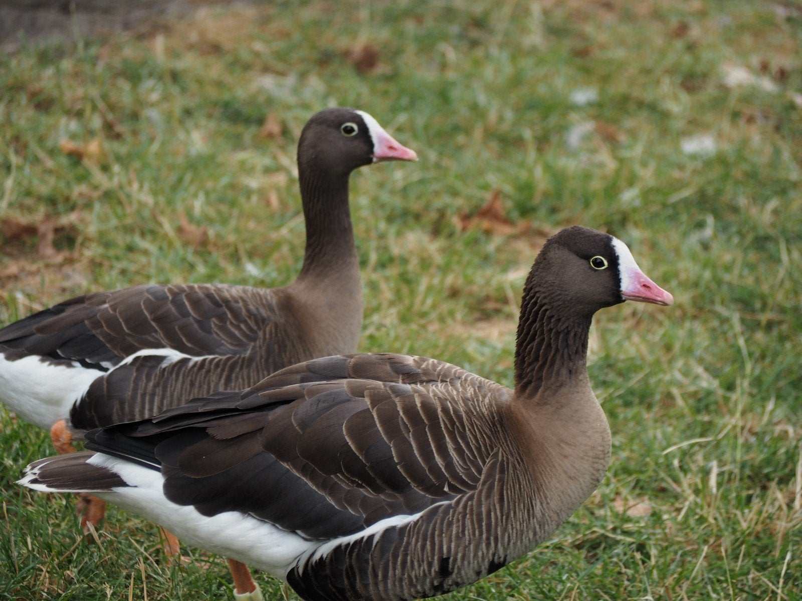 Goudoogganzen, Animaux & Accessoires, Volatiles, Plusieurs animaux, Oie ou Cygne