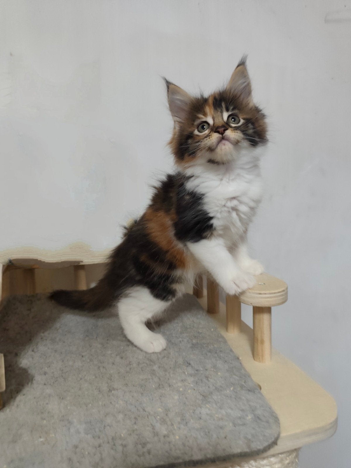 Femelle maine coon avec pédigree, Chatte ou Chat, Avec pedigree, 0 à 2 ans