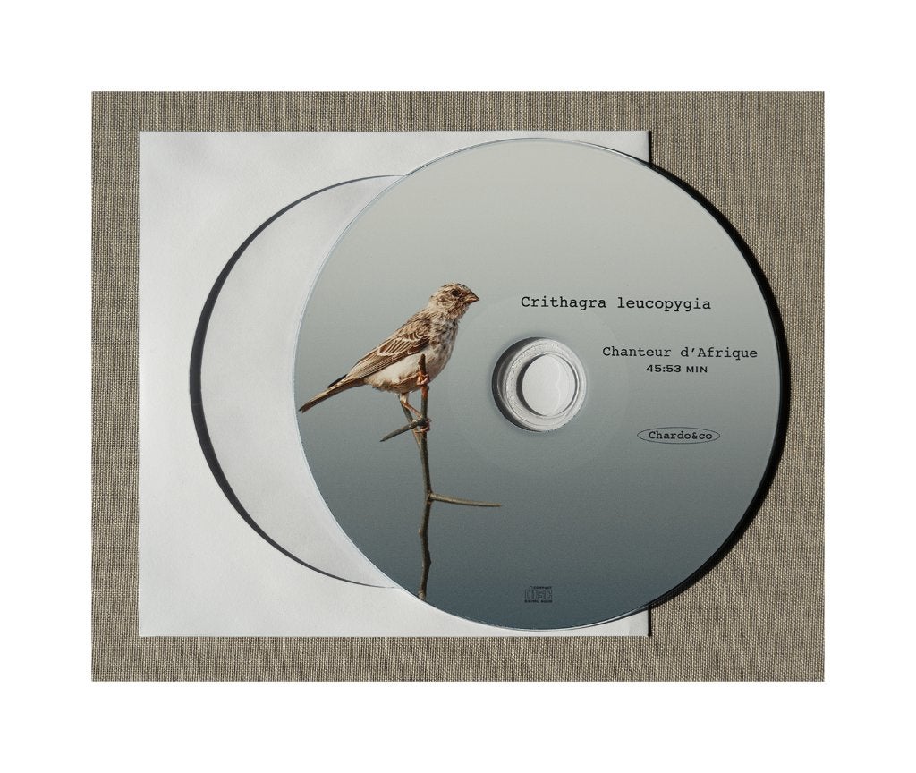 Edelzanger, Dieren en Toebehoren, Vogels | Overige Vogels, Tropenvogel, Tam