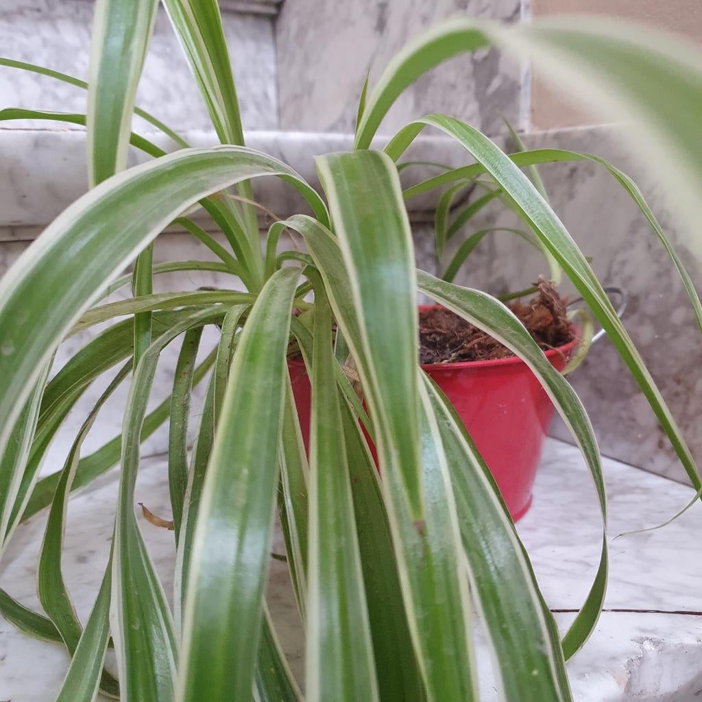 Chlorophytum comosum, Enlèvement