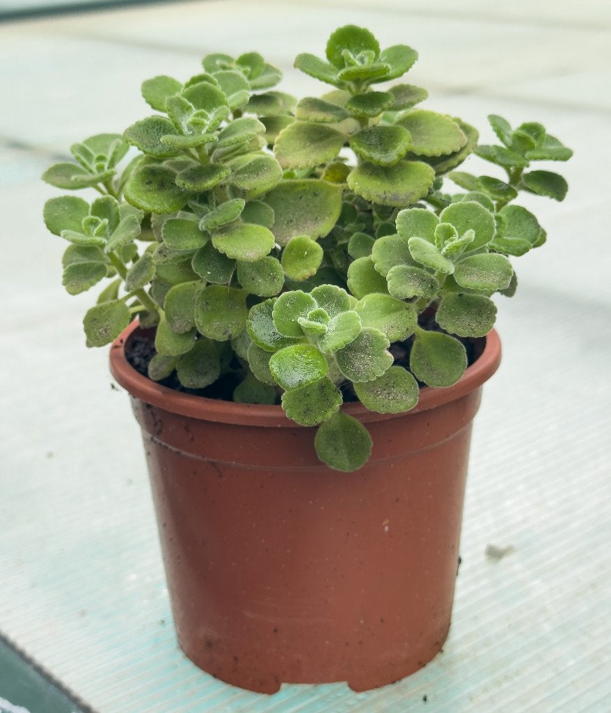 Cubaanse Oregano, Ne fleurit pas, Herbes, Enlèvement, Plante fixe