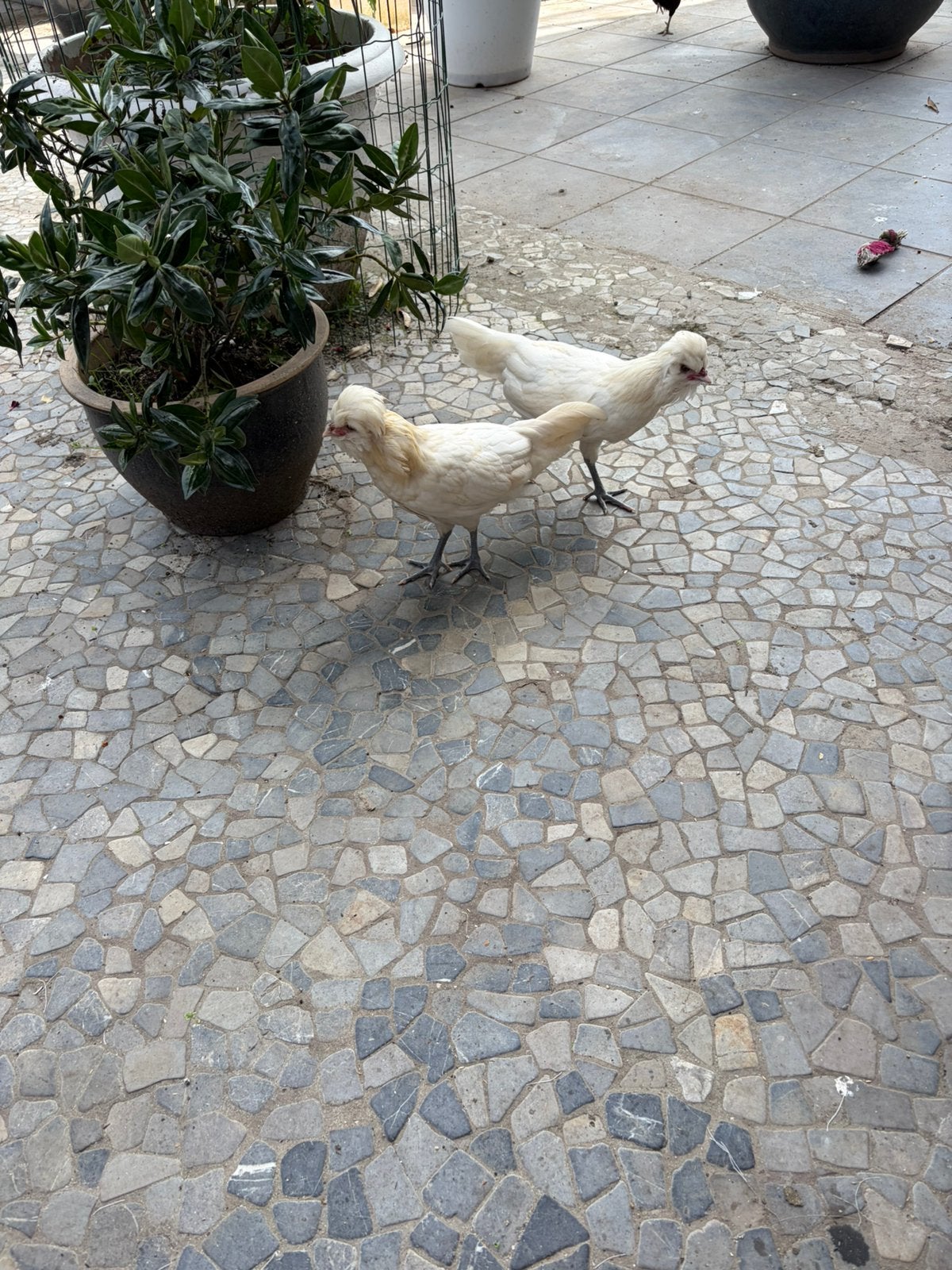 Padoue blanche, Animaux & Accessoires, Volatiles