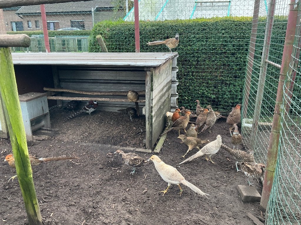 Fazanten, Dieren en Toebehoren