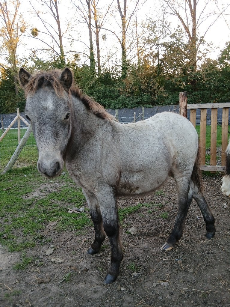minipaard hengstveulen, Dieren en Toebehoren, Niet van toepassing, Hengst, A pony (tot 1.17m), Recreatiepony