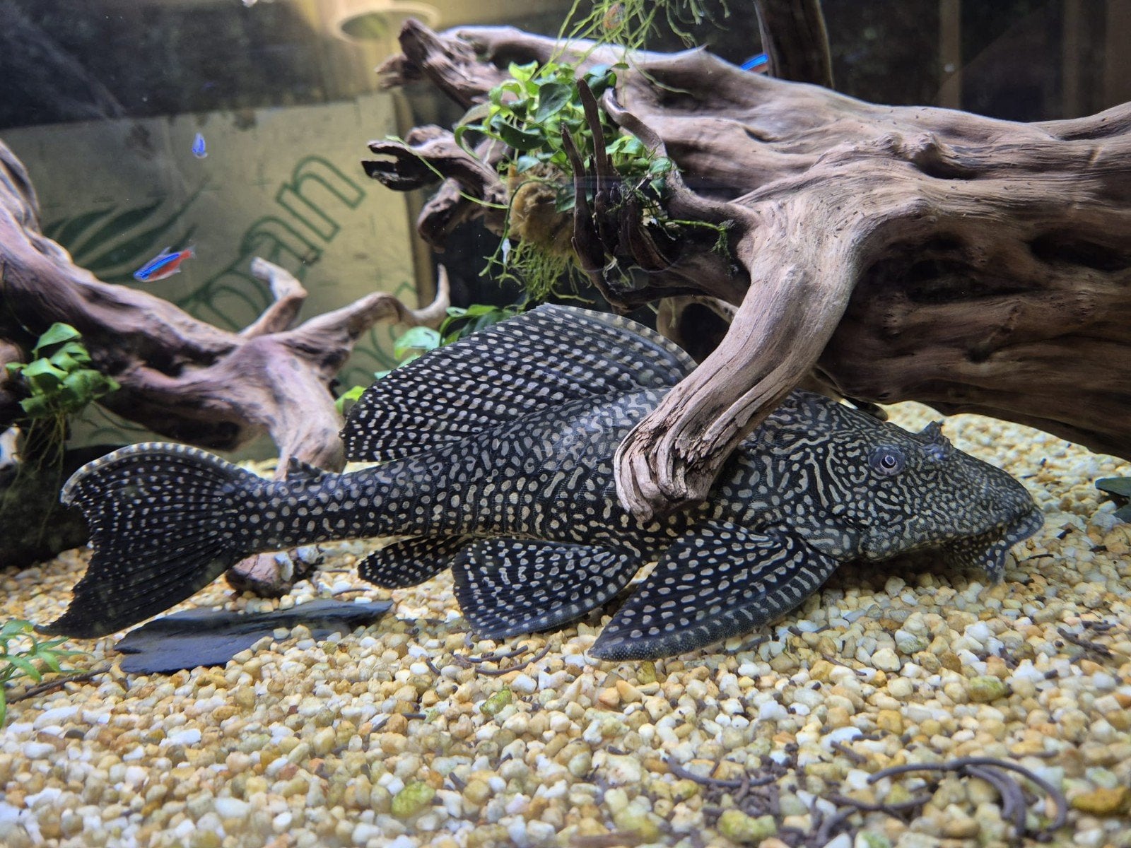 zeilvin pleco, Dieren en Toebehoren, Vissen | Aquariumvissen
