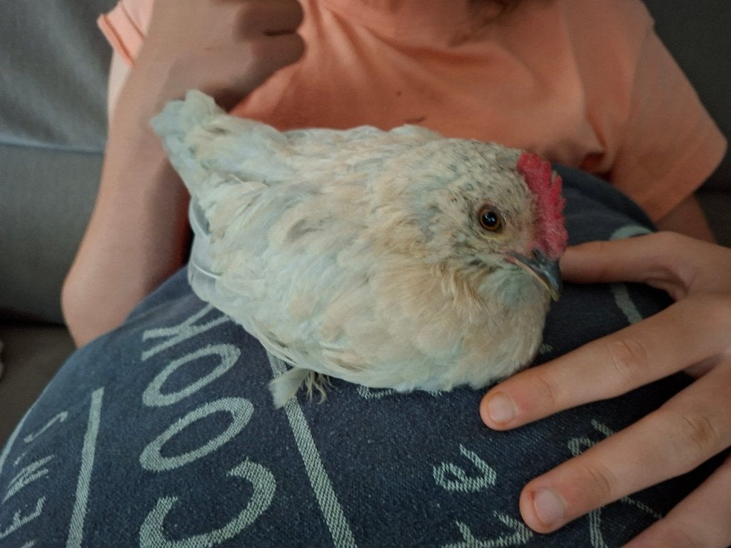 Haantje baardkriel - handtam  // gezocht hennetje, Dieren en Toebehoren, Pluimvee, Mannelijk, Kip