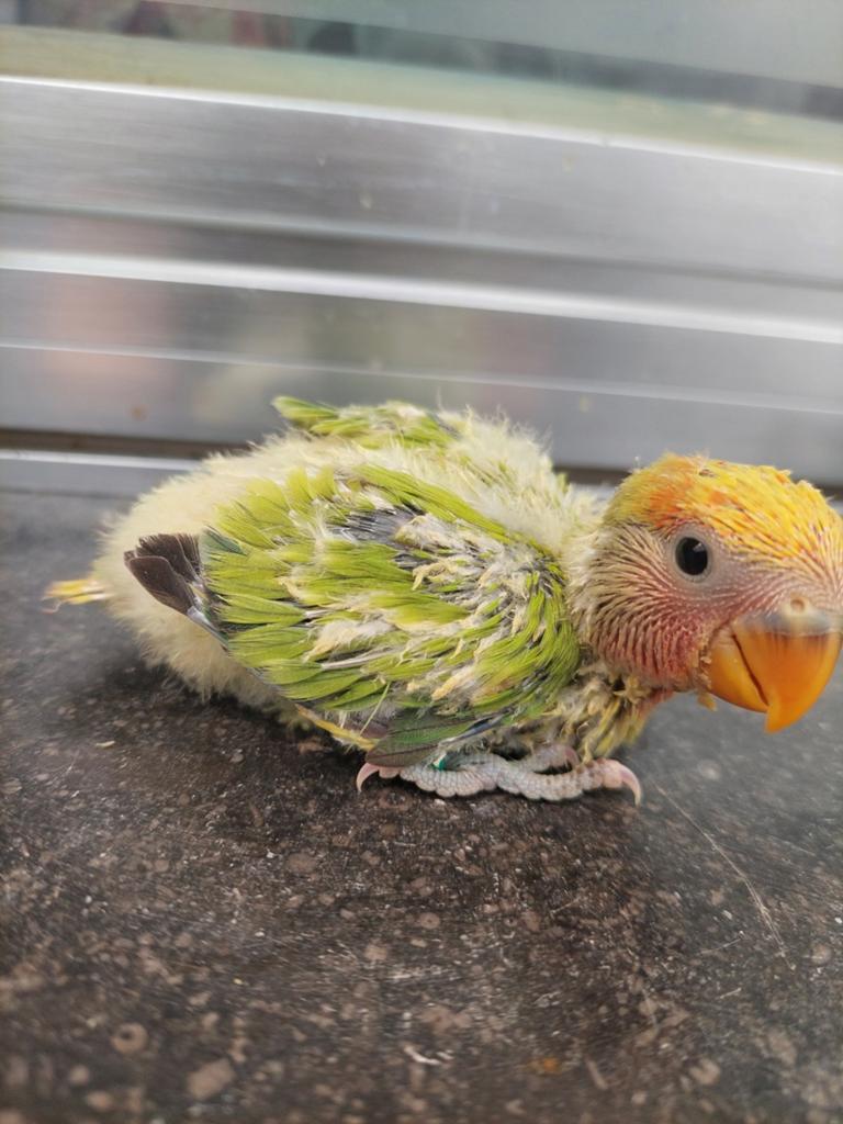 Lovebirds handtamme babys