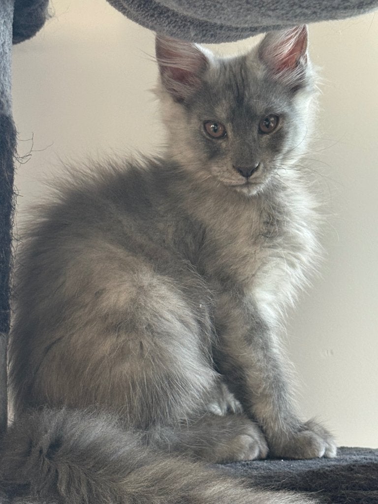 Prachtige Maine Coon kittens met stamboom, Chat, Avec pedigree, 0 à 2 ans