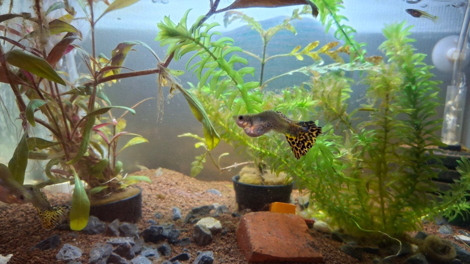 gratis cobra/snakeskin guppies, Poisson, Poisson d'eau douce, Banc de poissons