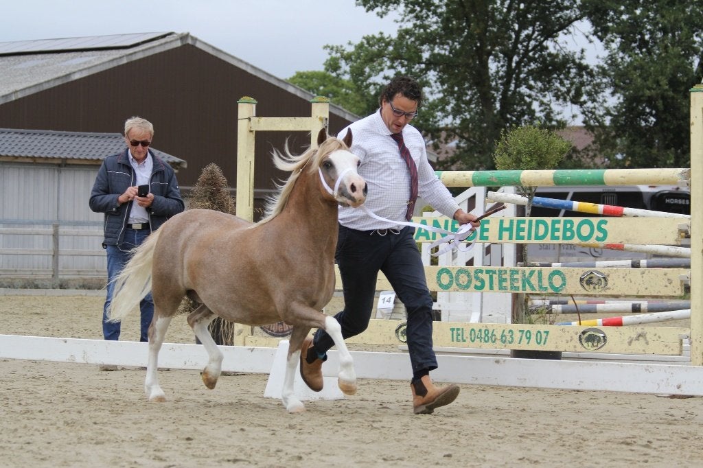 jaarling palomino welsh merrie met prachtige afstamming., Avec pedigree, Poney de récréation, Poney A (jusqu'à 1.17 m), Ne s'applique pas
