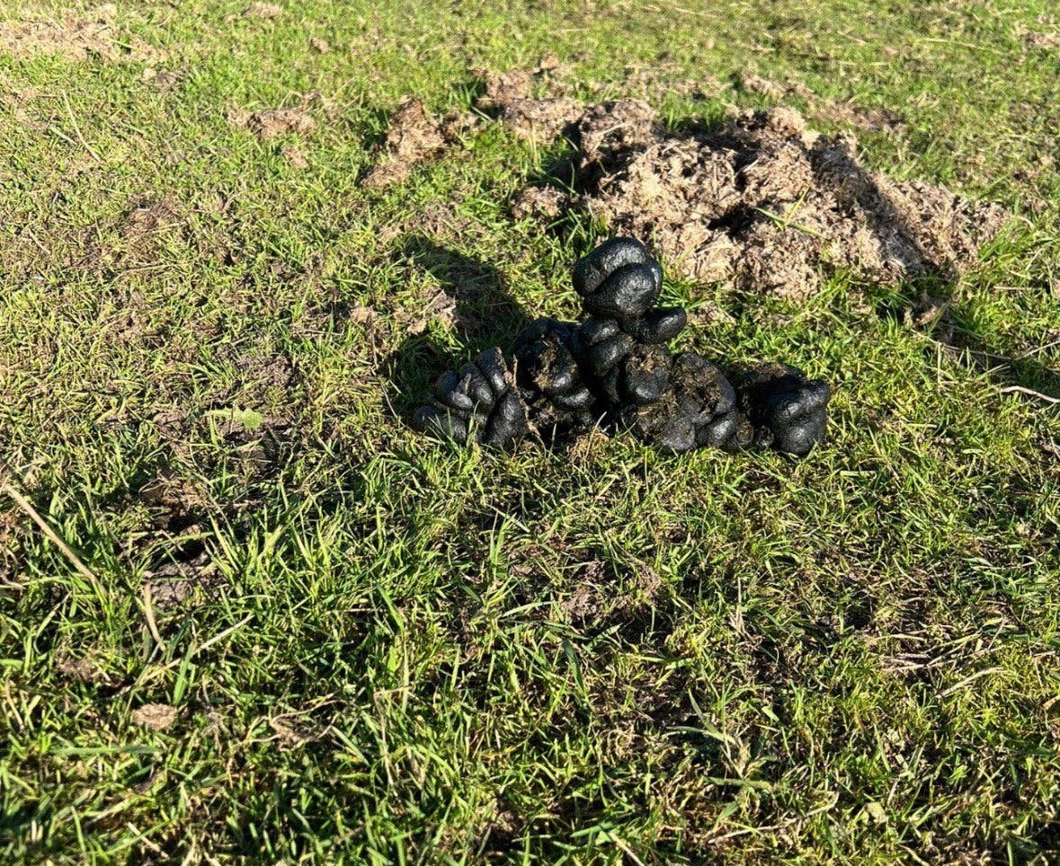 Gratis zuivere paardenmest, Tuin en Terras, Ophalen, Mest
